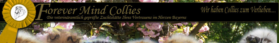 Forevermind Collies